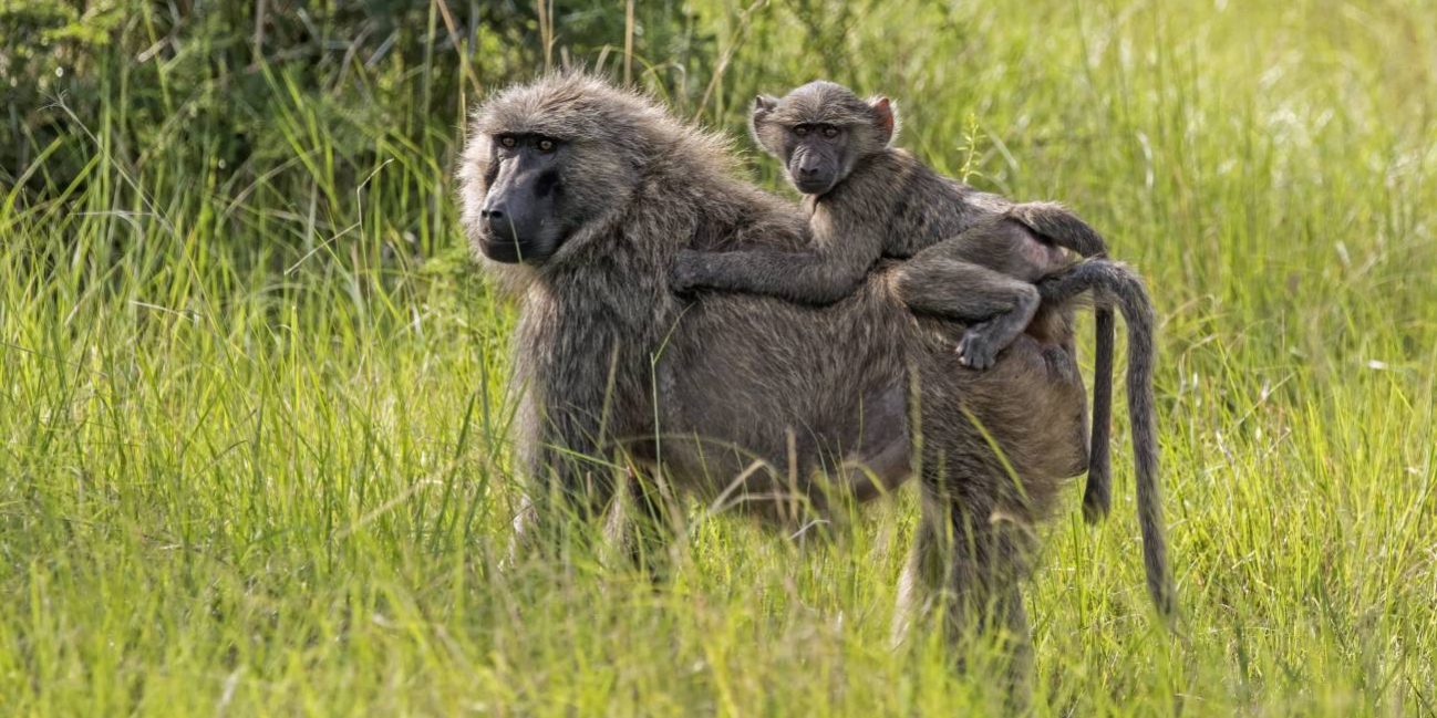 Los-genomas-de-800-primates-revelan-claves-de-mutaciones-que-causan-enfermedades-como-el-cancer